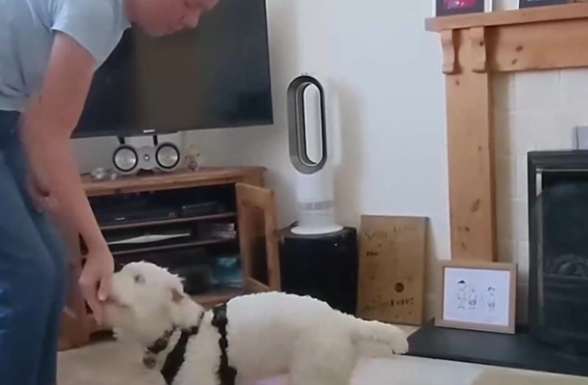 Глухая собака выучила язык жестов за 2 месяца